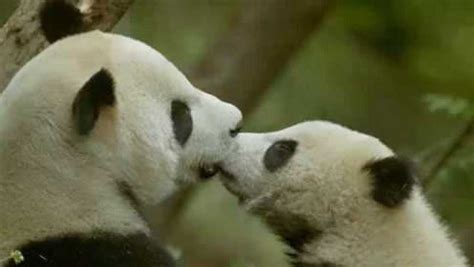 首只在韩降生大熊猫宝宝取名为“福宝”，近照曝光_凤凰网