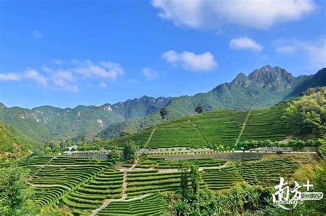 梅州梅县绿茶获国家农产品地理标志认证 - 崖看梅州 梅州时空