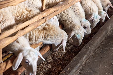 养殖场的羊群高清图片下载-正版图片507705467-摄图网