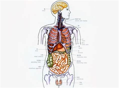 人体器官结构图(3)_配图网