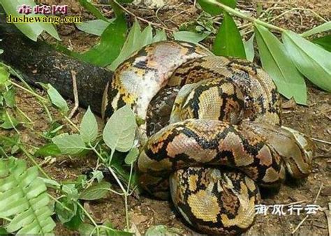 极毒、巨大、活的！4米长巨型眼镜王蛇入境被截获|张家港海关|张家港|东南亚_新浪新闻