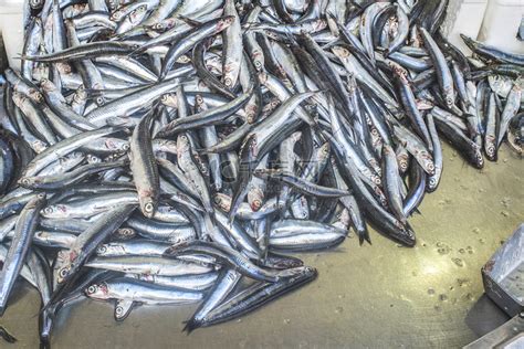 冰中的鱼店铺钓鱼海鲜市场高清图片下载-正版图片320443567-摄图网