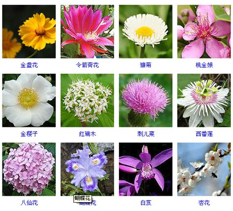 100种花名图谱，收藏起来慢慢看，从此认花不求人！_植物