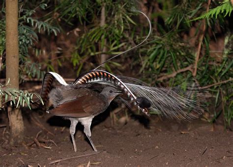 澳洲琴鸟资料，雀形目鸟类（尾羽形似竖琴）_小狼观天下