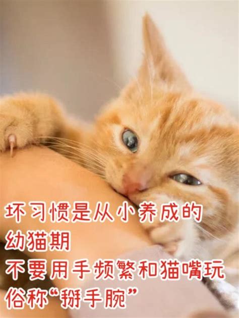 猫咬人怎么办-百度经验