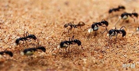 蓝色蚂蚁团队团结工作职场正能量天空正能量团队背景下载 - 觅知网
