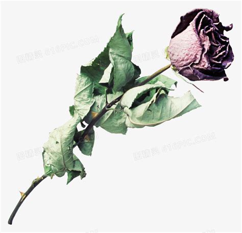 枯萎的玫瑰花,花卉,植物花草,摄影素材,汇图网www.huitu.com
