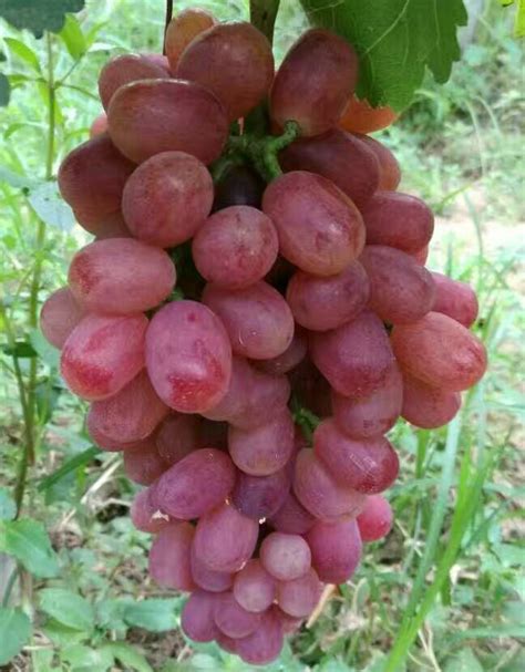 葡萄苗 紫甜无核葡萄苗多少钱一棵_葡萄苗_泰安市果之语农业科技有限公司