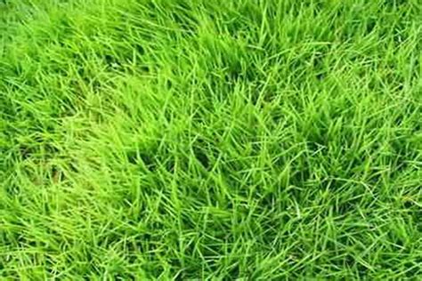 台湾青草坪种子多少钱一斤？-绿宝园林网