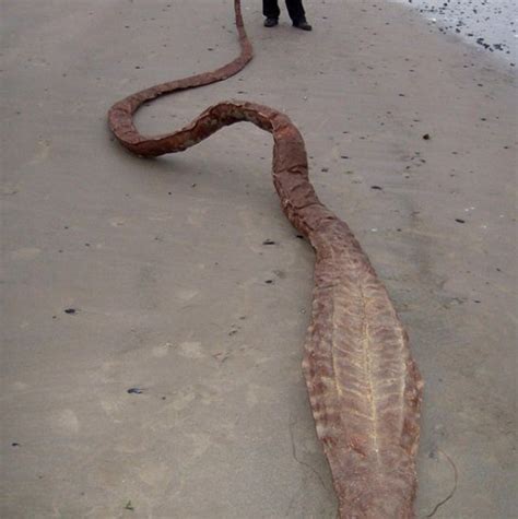 世界上最长的蛇，到底长到什么程度？
