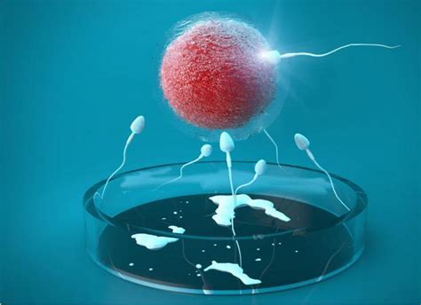 揭秘：精子与卵子的结合过程_ 养生图志_99养生堂