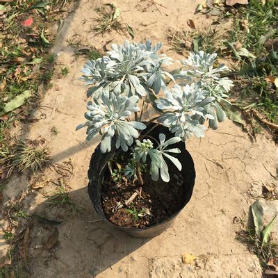 玉芙蓉图片