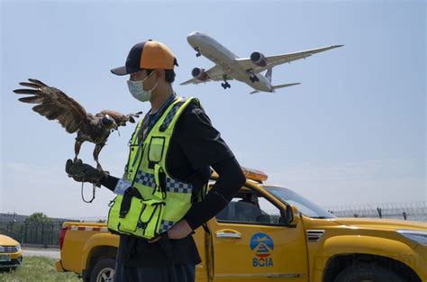 小创新、大实效：海口美兰国际机场鸟防举措出新招 - 民用航空网