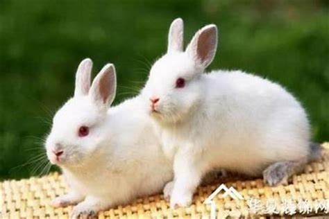 兔子和鸡属相合不合，属兔人和什么属相不合