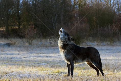 西北狼Canislupusoccidentalis站在路上狼lupus高清图片下载-正版图片506403349-摄图网
