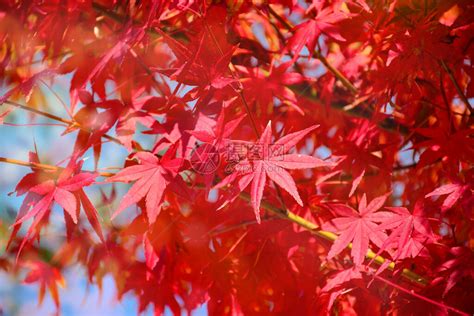 秋天的枫树花园秋天枫叶全红与温暖的秋天太阳高清图片下载-正版图片506618972-摄图网