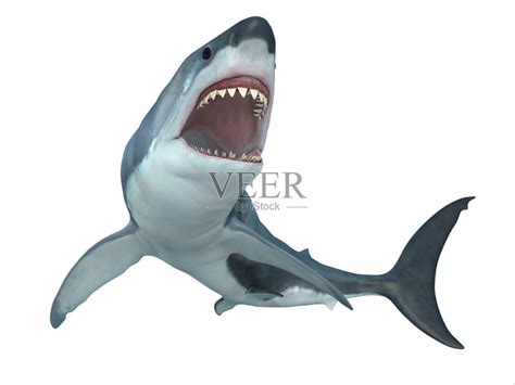 大白鲨,绘画插图,水平画幅,剪贴画,水下,鲨鱼,白色背景,偏远的,海洋生命,卡通设计模板,汇图网www.huitu.com