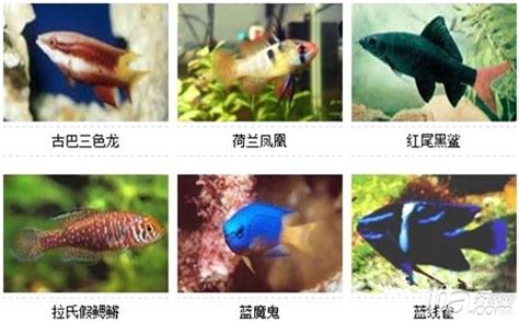 热带鱼的种类和图片,常见热带鱼种类及图片,热带鱼的种类(第9页)_大山谷图库