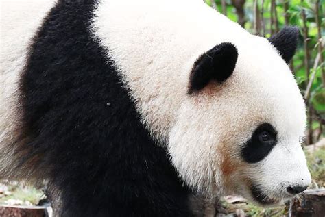 想给大熊猫起名字？你得先知道这些“大熊猫天团”的名字都从何而来-大熊猫网