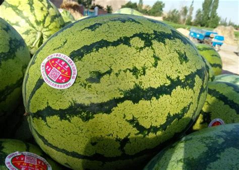 现在市场上西瓜的价格是多少钱一斤？ - 惠农网