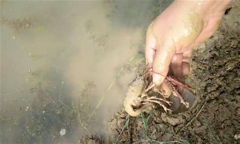 池塘旁边有个烂泥洞，用手往里面一掏，掏出一个野生大龙虾！