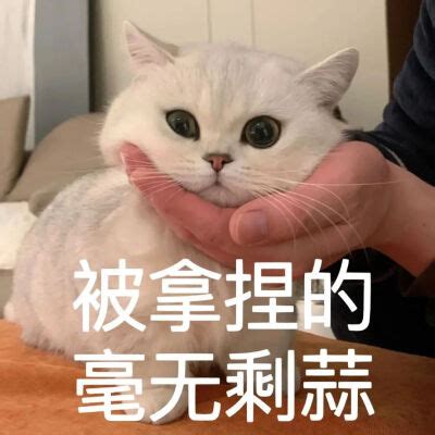 癫猫神经猫表情包图片 癫猫神经猫表情包图片