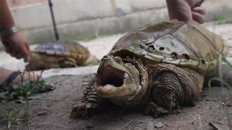 大鳄龟百科-大鳄龟天敌|图片-排行榜123网