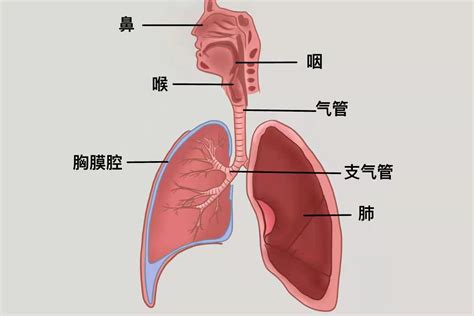 肺炎会发展成肺癌吗？肺炎的危害不可小觑！它会引起3种并发症__凤凰网