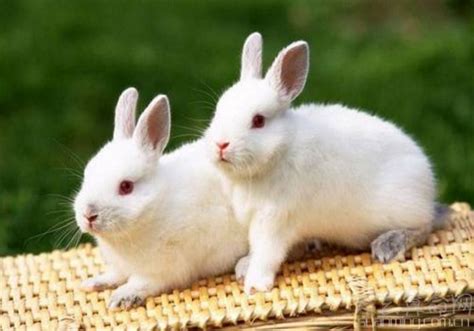属兔是哪一年出生的年份 属兔的人是哪一年出生的 - 万年历