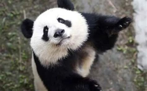 熊猫的特点和生活特征（揭秘国宝大熊猫的生活习性） – 碳资讯
