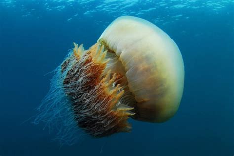 摄影师在日本深海潜水时偶遇罕见巨型野村水母 - 神秘的地球 科学|自然|地理|探索