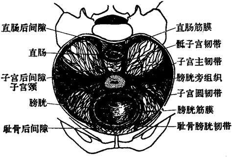 子宫韧带解剖图图片