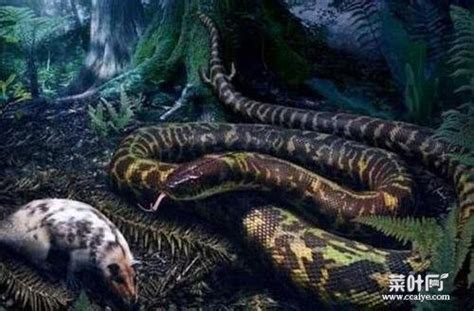 亚马逊河巨蟒,泰坦巨蟒,古出睡千年巨蟒_大山谷图库