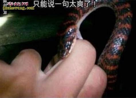 【菜花蛇咬人图片】_蛇的图片_毒蛇网