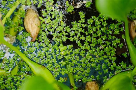 十种浮水植物 - 花百科