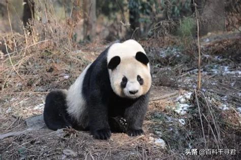 大熊猫咬人吗有凶残的一面吗（大熊猫伤人事件简析，可爱的“国宝”真的是可怕的猛兽吗？） | 说明书网