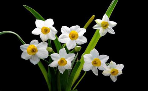 水仙花种植全攻略（从选种到开花，教你轻松种出美丽水仙花）_花植网