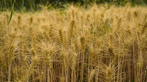 乌什县：套种小麦喜获丰收-天山网 - 新疆新闻门户
