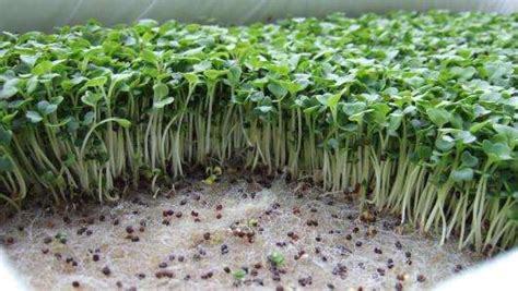 绿豆的生长过程(图文) - 花卉创意DIY - 昀成凯精美花卉在线-最佳的花卉资讯网站
