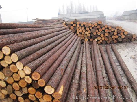 杉原木6米_杉原木6米价格_杉原木6米厂家-安徽省宣城木材交易中心