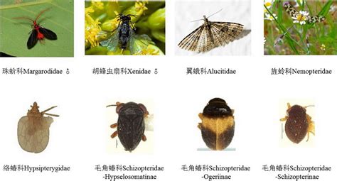 常见昆虫 - 昆虫网
