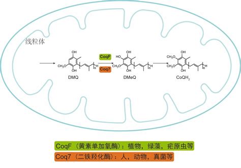陈晓亚研究组发现植物辅酶Q合成途径关键酶----中国科学院分子植物科学卓越创新中心/中国科学院上海植物生理生态研究所