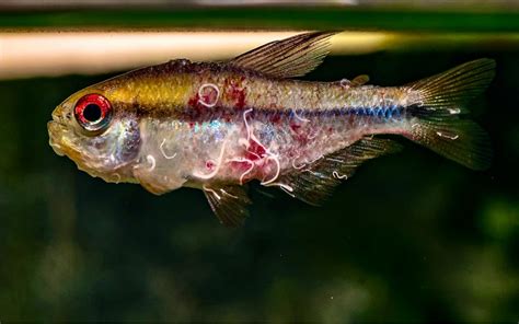 彩虹魔鬼灯 - 小型鱼类 - CTA南美水族
