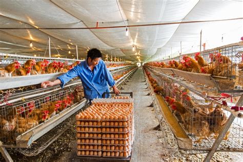 养鸡场可以利用什么微生物来除臭 - 江苏星河瀚海环保设备有限公司
