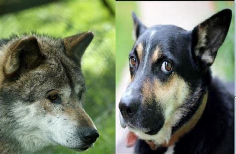 狼和狗的区别，狼和狗谁更厉害？_社会新闻_中国存储网