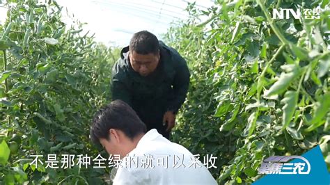[聚焦三农]蔬菜种植大户的丰收时刻_凤凰网视频_凤凰网