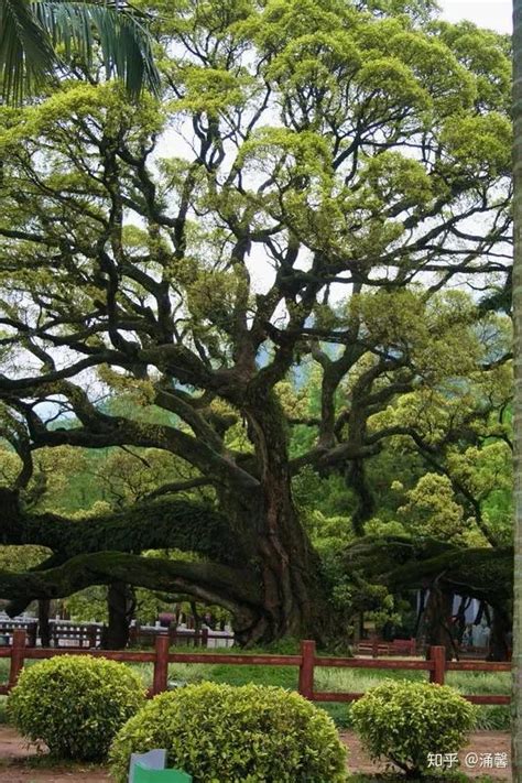 中国古树名木已是兴旺的“大家庭”_营口市林业和草原局