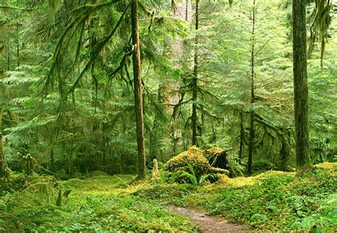 原始森林或古代森林是具有独特生物学特征的古老森林-原始森林简介-仿真假山与仿真树作用