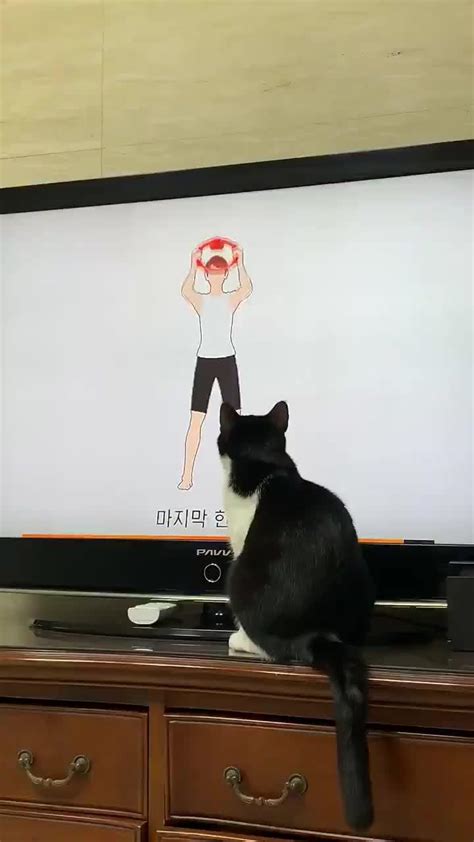 猫咪跟着电视一起锻炼身体，哈哈哈小脑袋一歪一歪的好可爱啊~~~~_新浪新闻