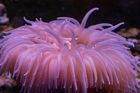 海葵的生活方式是什么 - 知百科